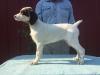 Male, white and liver pup.  12 weeks old.