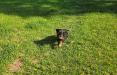 Last male pup available 