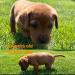 Maui-Ruger Pup 5 weeks old