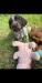 Awsome puppies ready for there new homes. Family friend and hunting machine.