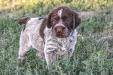 Hemi Male