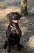 We have 3 female pups left. This is our sire. He is 20 months old. 
300.00 for a dog like him is a steal in my opinion. I paid 2500.00 for him. The nice price is only because we did a one time pairing of our dogs and we don’t have facilities for puppies long term. 