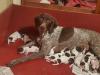Aayla and her beautiful litter!!