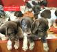 Here are the girls!!