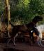 Loki!  (The one standing) Father of the litter!!