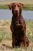 The Sire “Storm”