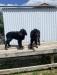 Dam & Sire