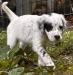 Female pup very friendly has been socialized
