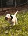 Male pup has been socialized ready to go to his new home