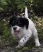 Male pup ready to go has been socialized 