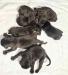 High pedigree Pudelpointer pups now excepting reservations