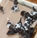 Q litter 