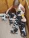 Grand daughter with Q litter