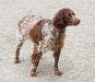 Dam: Gypsy