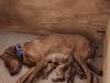 Queso is all tuckered out after 30hrs of labor. Truth be told, so am I.