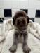 Ruby’s Litter