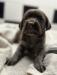 Ruby’s Litter