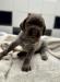 Ruby’s Litter