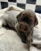 Ruby’s Litter