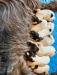 Lucky’s litter