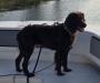 The dam Mabelle