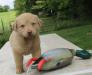 six wks male