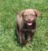 six wks female