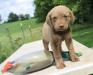 six wks female