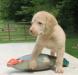 six wks male