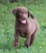 10 wks female