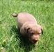 six wks male
