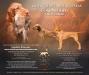 Exceptional breeding to parents from proven versatile hunting lines. 
Áldott Wirehaired Vizslas: Hunting & Family Companions with Purpose