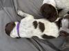 Purple collar girl