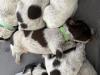 Green collar boy