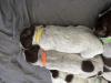 Yellow collar girl