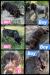 3males, 3females available. Whelped April 28th 2025