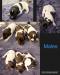 Males