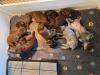 Litter photo