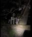 Sire and Dam treeing