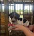 Front view of puppies.  All 6 are nearly identical.