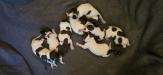 8 females, 3 males possible availability
Calverts Echo vom Deppe-Haus NA 112 x Calverts Royal Flush NA 106