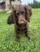 Nolan- 3 mo old AKC male
