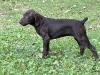 Solid liver female available 10 weeks old 