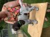 This is a male out of Katja x Boeing. Rally stout outgoing. Beautiful short coat, 