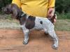 Male 6 weeks old. Liver/roan. 