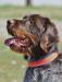 Towser Augustus (Sire) from Idaho Outback Griffons  (a very good breeder, highly recommend). Towser is very lovable with great bird drive and exceptional temperament. 