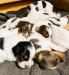 Beautiful Tri Color and Chestnut Males and females!