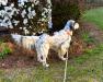 O'Hagan's Dashing Irish Jack. He's a Superstar! Jack is a legend, he has Sired magnificent Pups from coast to coast and Canada. Many of Jacks Pups are up in Montana, where they matured to outstanding Gundogs with Professional guided hunts.