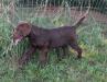 14 wks male