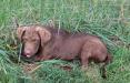 14 wks male